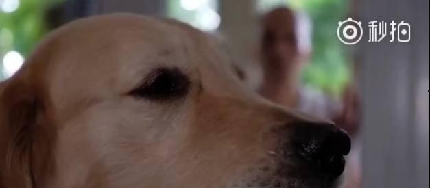 狗的审判,探寻狗狗灵魂的终极审判之旅