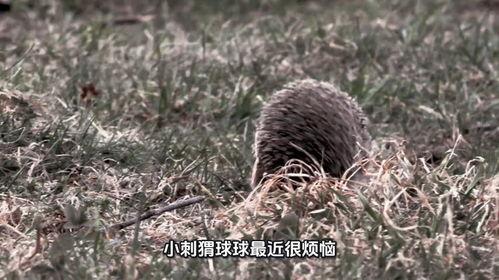 刺猬的拥抱,温暖与距离的完美平衡